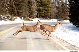 FALL ROAD HAZARDS